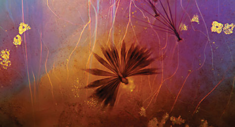 Photomicrography
