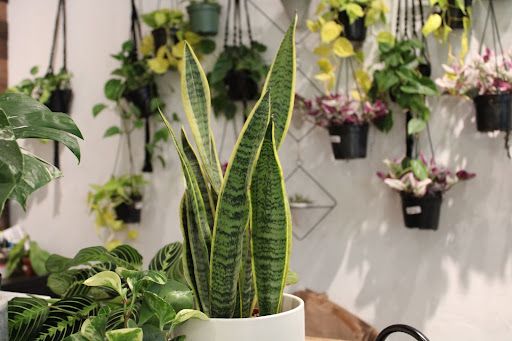 C Mag Recommends: A Beginners Guide to Houseplants